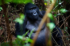 Gorilla Safaris Rwanda